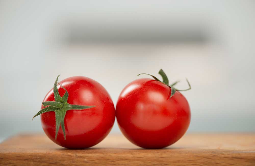 Can My Dog Eat Tomatoes? AtractivoPets