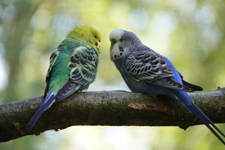 What Do Parakeets Usually Eat