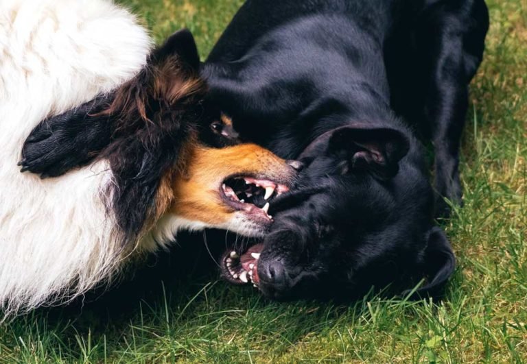 Reasons Why Dogs Fight And How To Solve It Safely