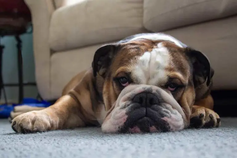 How Do I Know If My English Bulldog Is Happy And Loves Me? (20 Signs)