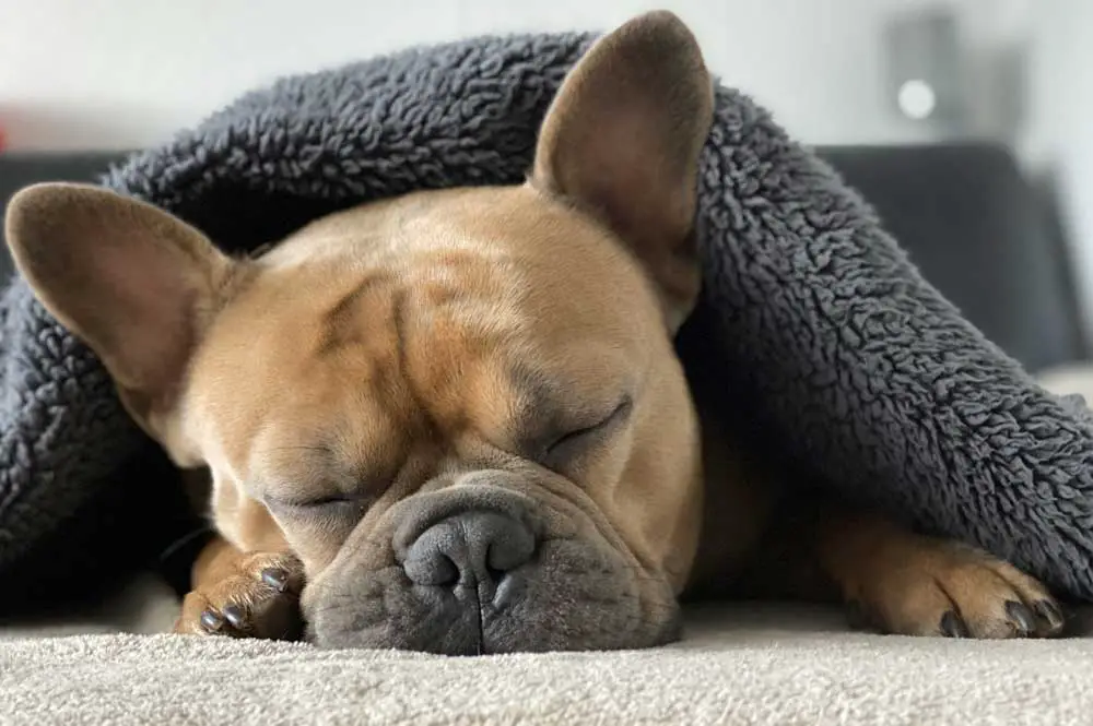 french bulldog cold weather