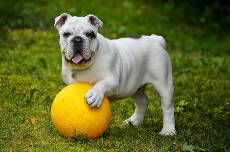 Do Bulldogs Get Along With Cats, And How To Socialize Them?