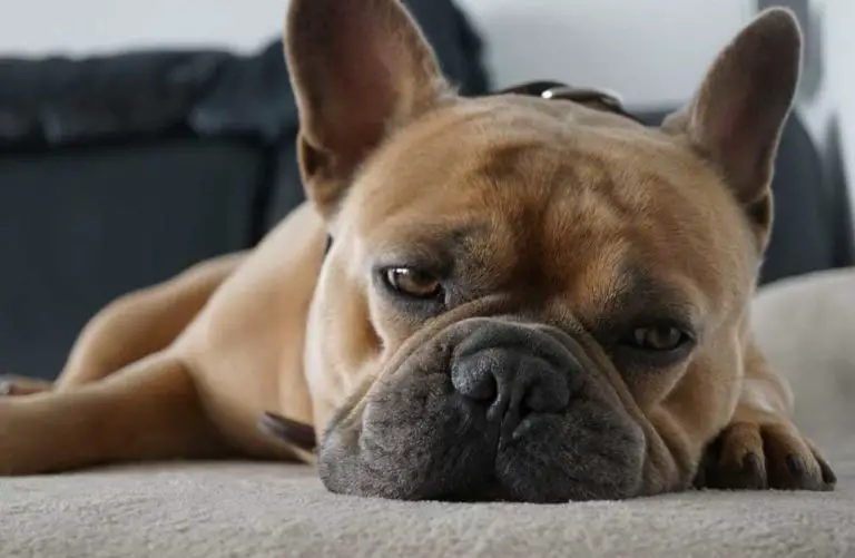 Are French Bulldogs Color Blind?