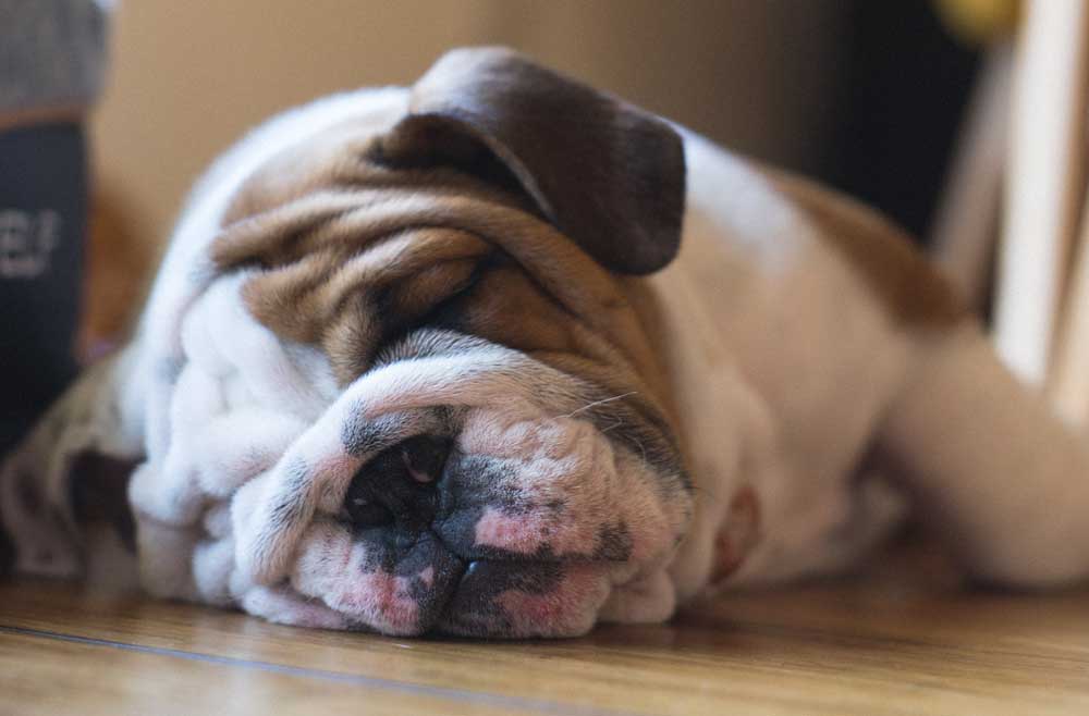 Do English Bulldogs Shed? 8 Tips To Stop It - AtractivoPets