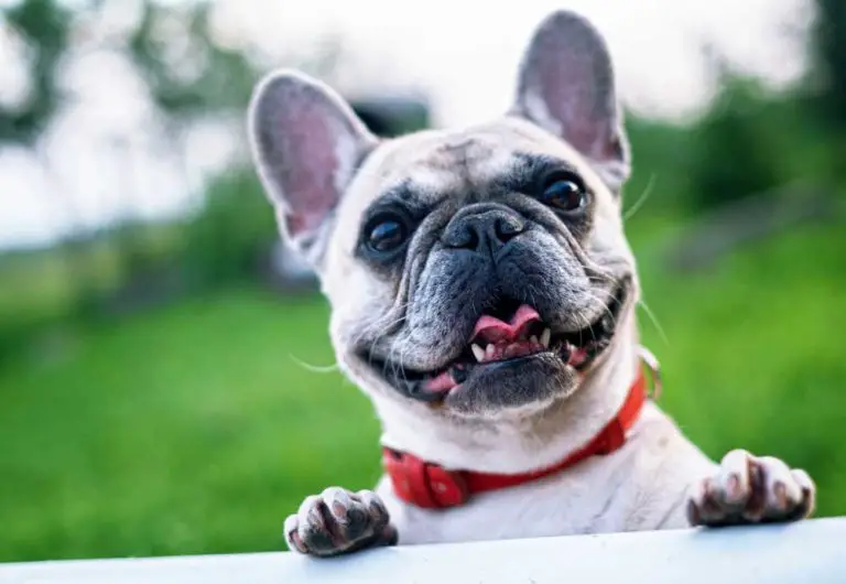 What Is A Frenchton Dog? 31 Facts And Frenchton Dog Info