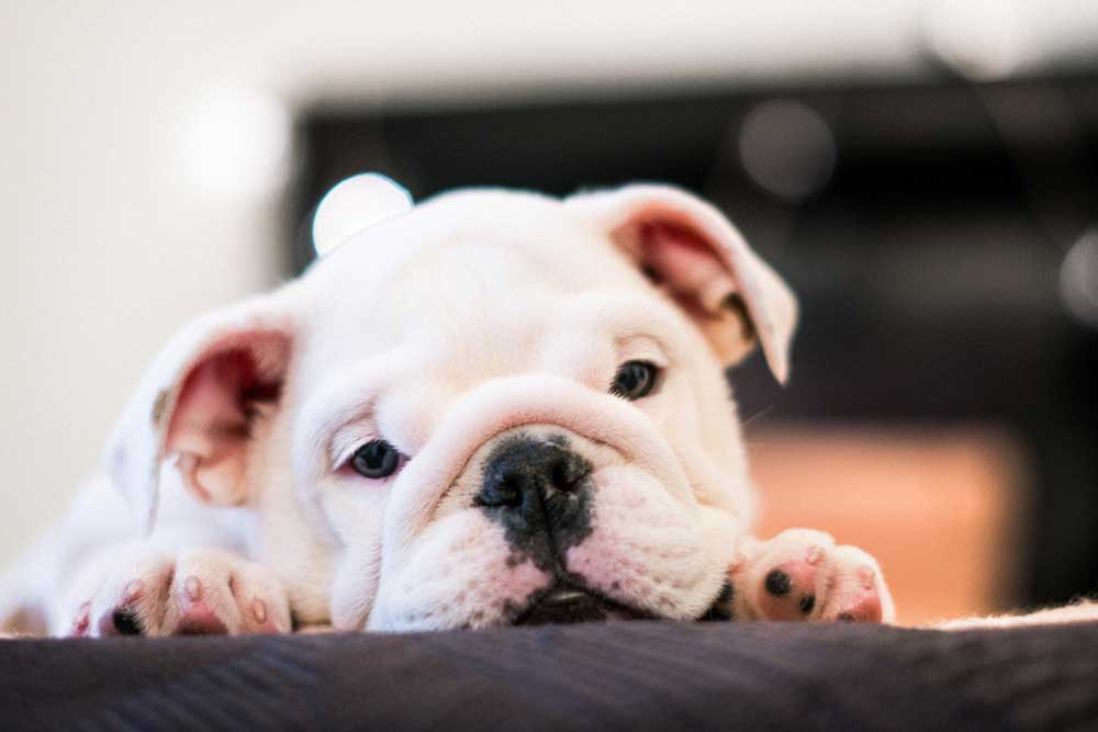 English Bulldog