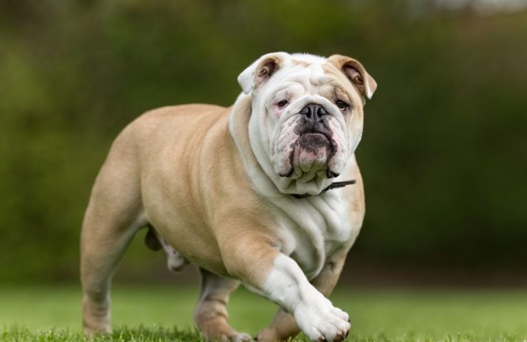 Are English Bulldogs Dangerous? [Know The Truth!]