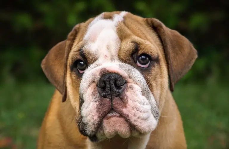 Are English Bulldogs Easy To Train? [Unveiled The Truth!]
