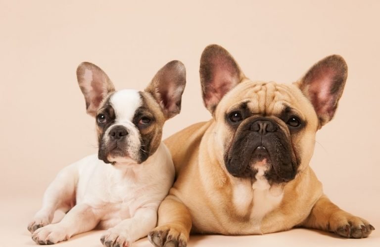 Are French Bulldogs Good With Other Dogs? [Here’s The Answer !]