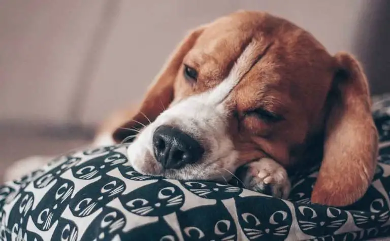 How Much Sleep Should A Beagle Have