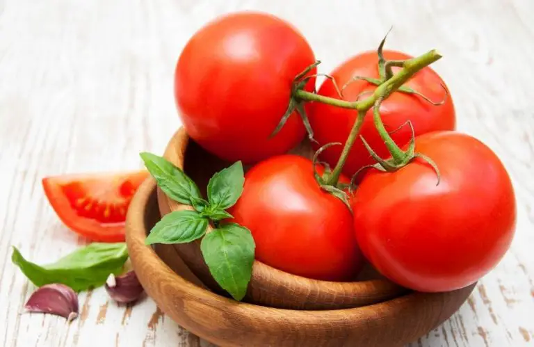 Can Dogs Eat Tomatoes? [What You Should Know!]