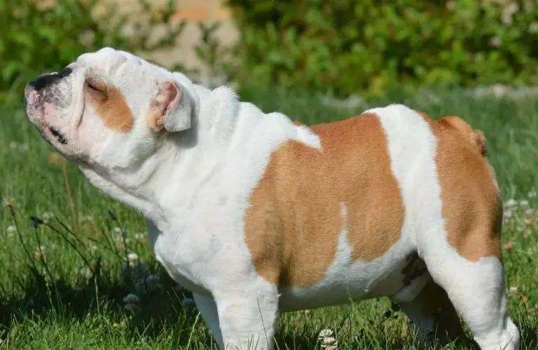 Do English Bulldogs Bark A Lot? 5 Effective Tips To Reduce It!