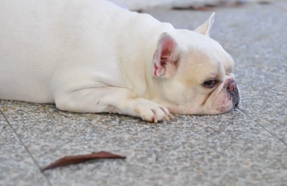 Fearful French Bulldog