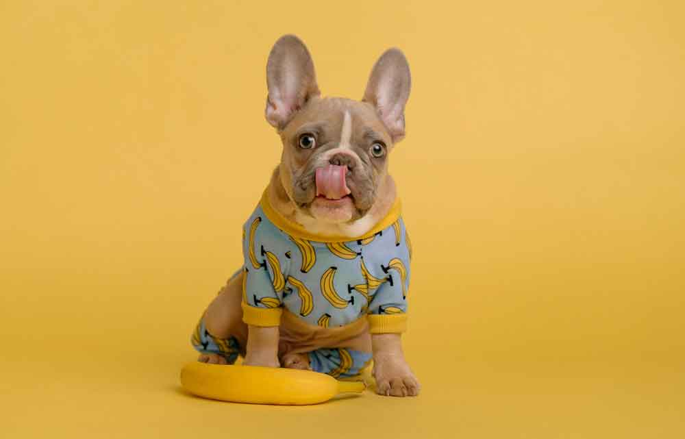How To Raise A French Bulldog Puppy To Be Healthy & Well