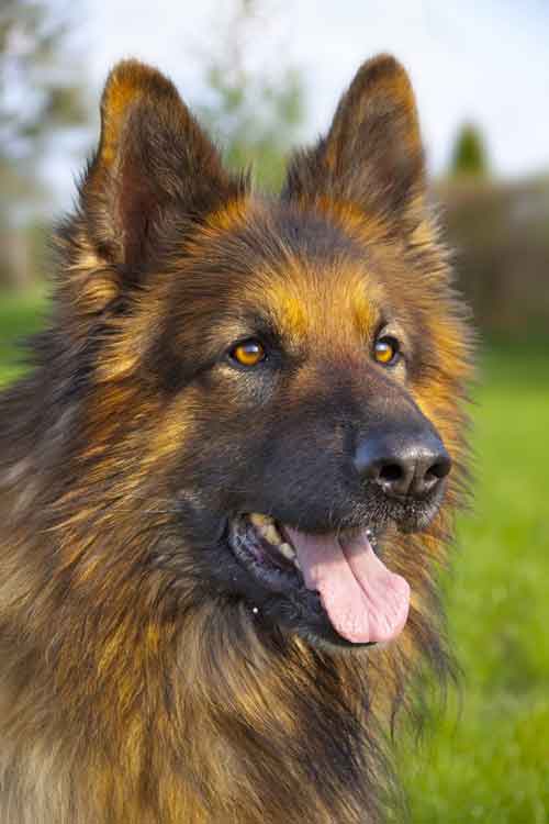 10 Strongest Dog Breeds In The World - AtractivoPets