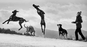 How To Get Great Danes To Calm Down