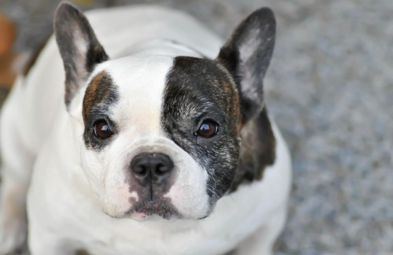 What Are French Bulldogs Scared Of? 20 Fearful Things That Frighten!