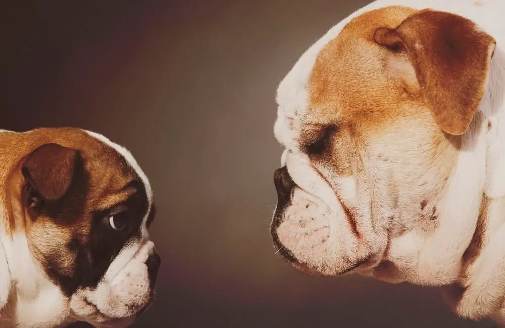 Are English Bulldogs Easy To Train? [Unveiled The Truth!] AtractivoPets