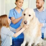 Why Do Dogs Fear The Vet