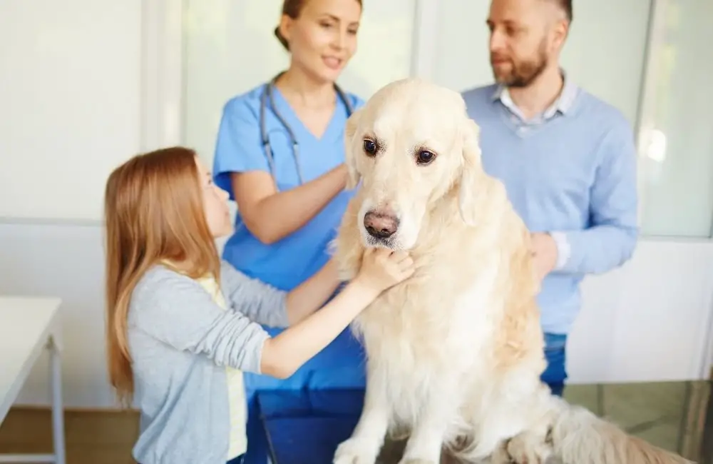 Why Do Dogs Fear The Vet