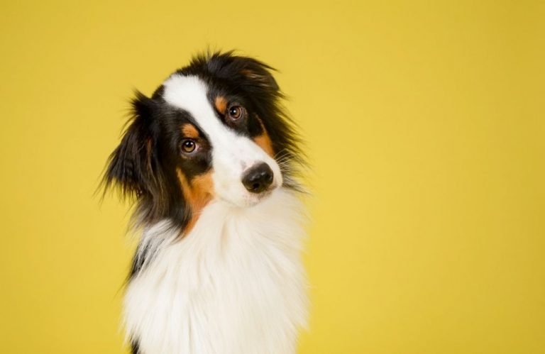 Why Your Dogs Have Separation Anxiety
