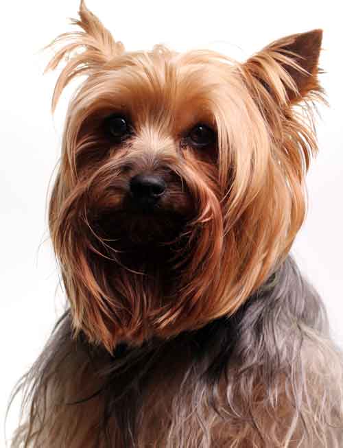 Yorkshire Terrier