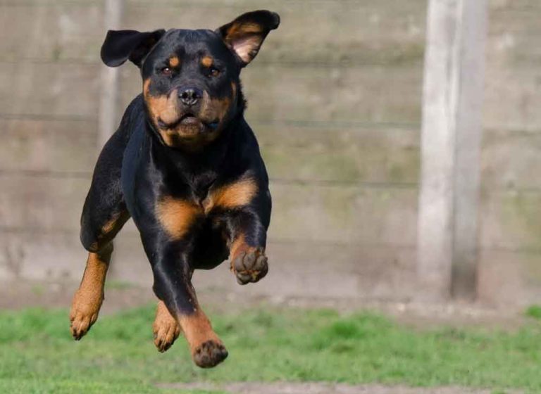 Rottweiler Temperament: What’s It Like Owning One?
