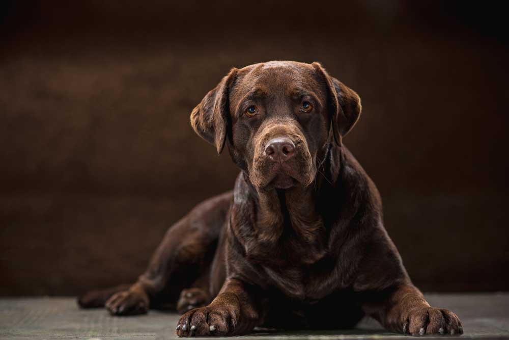 Black Labrador