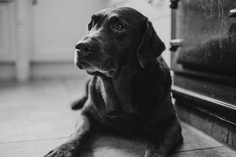 black lab