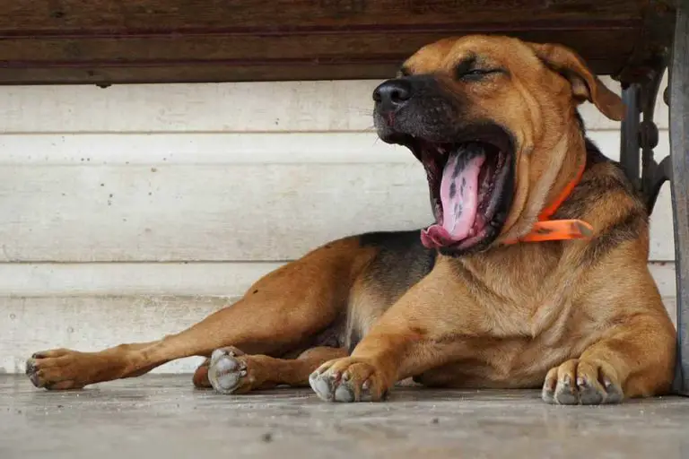 Dog Yawning – What Do Dogs’ Yawns Mean And How Many Is Excessive?