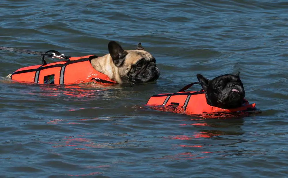 Can French Bulldogs Swim? AtractivoPets