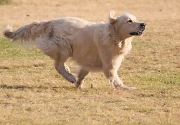 Long Haired Lab - All You Need To Know About Long Labrador Coats ...