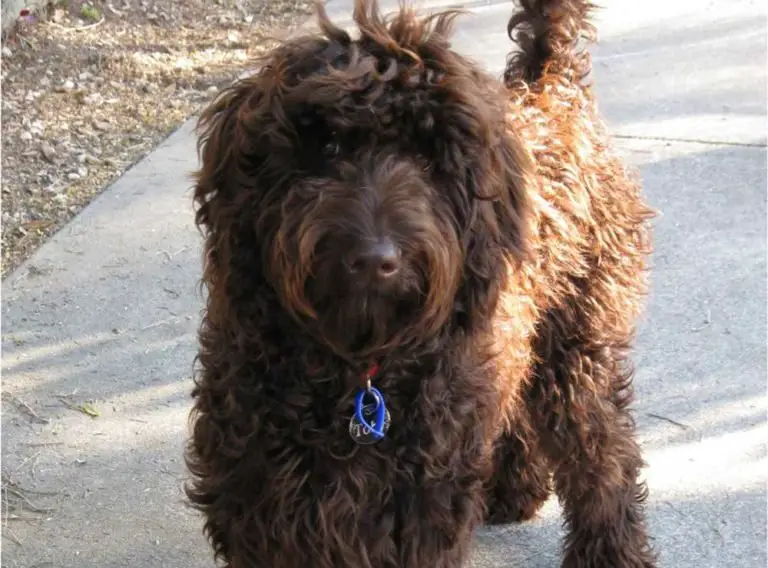 Chocolate Labradoodle: What To Expect From This Beautiful Shade
