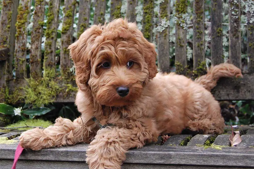 Australian Labradoodle What You Need To Know About This