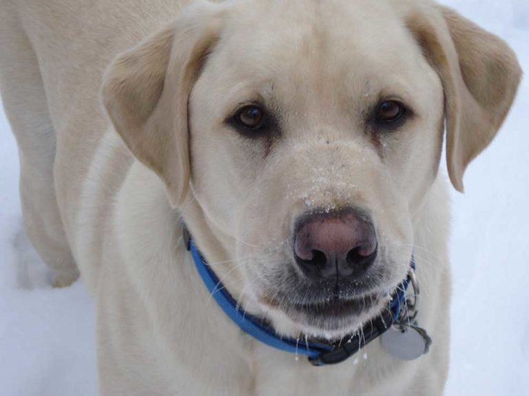 Champagne Labrador: A Guide To This Controversial Coat Color