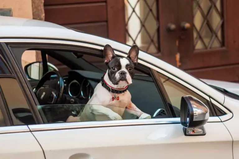 french bulldog in car