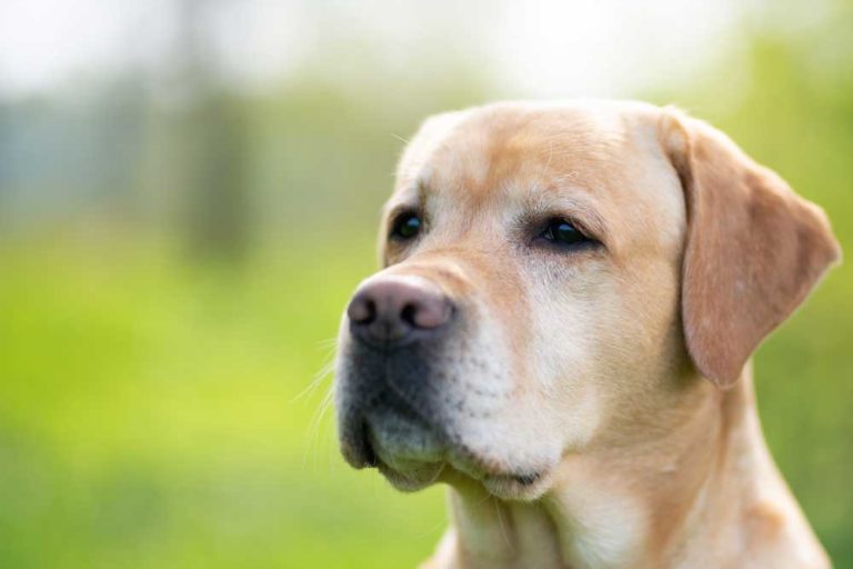 How To Find A Good Labrador Retriever Breeders