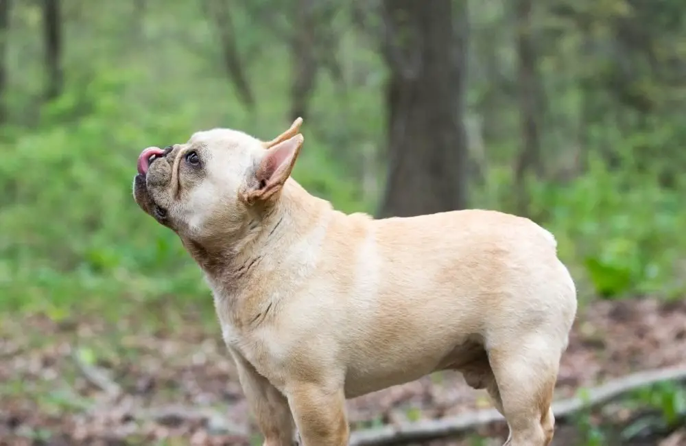 8 Ways to Avoid  French Bulldog Scams