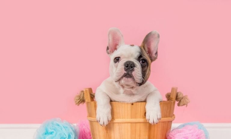 Are French Bulldogs Good Therapy Dogs For Emotional Support?
