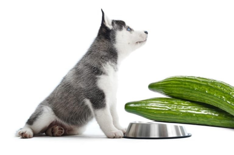 Can Dogs Eat Cucumber? [Feeding Guide!]