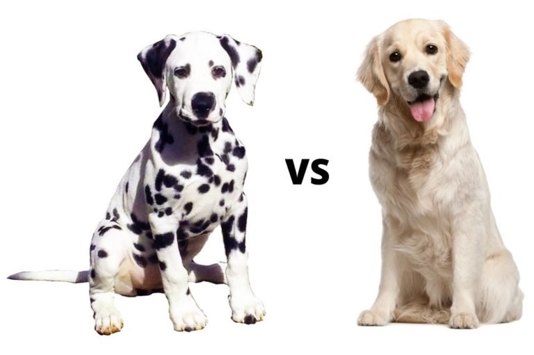 Labrador vs Dalmatian