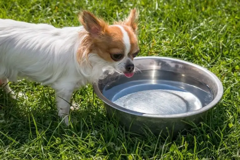 Dog drink water