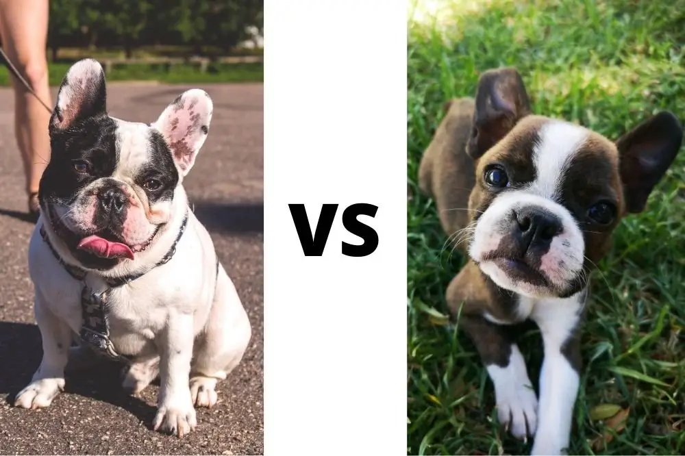 Boston Terrier Vs French Bulldogs Difference AtractivoPets