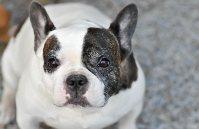 French Bulldog Scams: How To Avoid It?