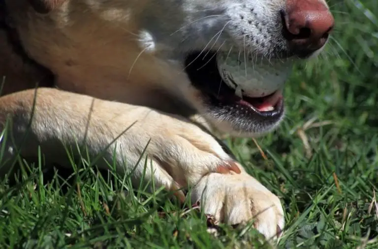 How To Stop A Dog’s Nail From Bleeding: Quickly And Safely