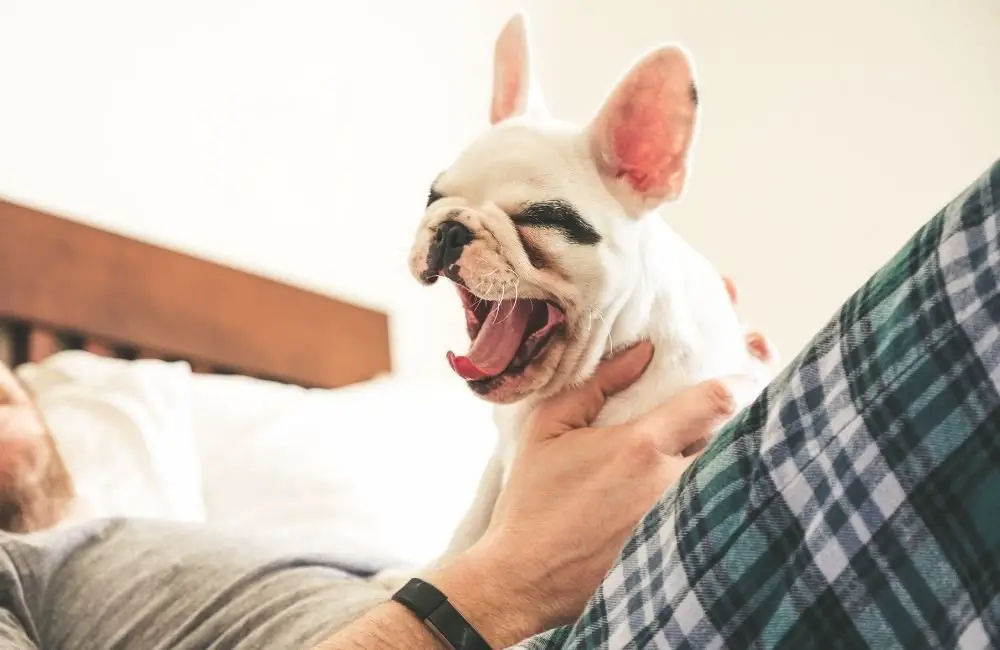 How To Train Your French Bulldog to Cuddle