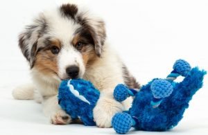 Take Care Of Your 12 Weeks Old Puppy