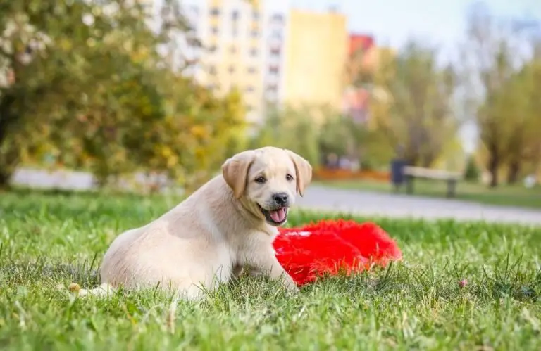 15 Tips For A Happy Labrador Puppy