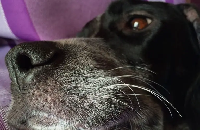 Why Do Dogs Have Whiskers? (What They Are Really For!)