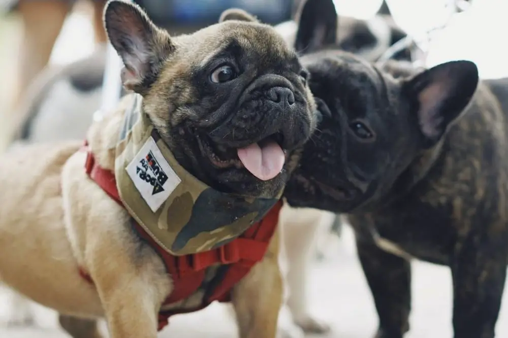 Can French Bulldogs Be Service Dogs? AtractivoPets